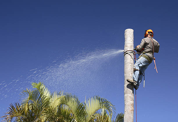 How Our Tree Care Process Works  in  Apple Creek, OH